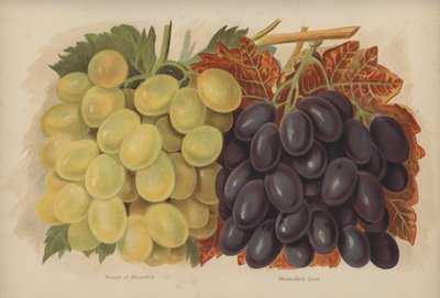 Muscat of Alexandria, Madresfield Court av English School